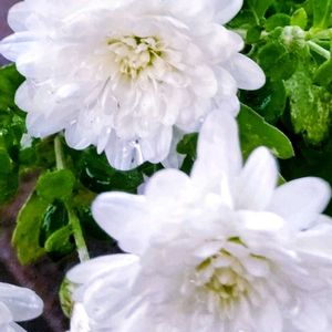 小菊,ピーマンの花,畑の野菜。,花のある暮らし♡,おうち園芸の画像