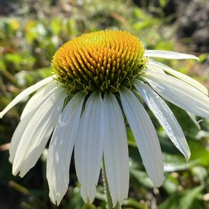 エキナセア,エキナセア,晴れた日,畑の画像