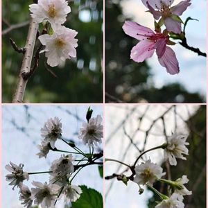 オカメザクラ,枝垂れ桜,返り咲きの桜,返り咲き,さくら 桜 サクラの画像