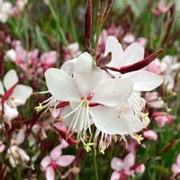 ガウラ,ガウラ,ガウラ(矮性),白い花,癒しの画像