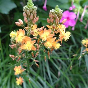 ハナアロエ,ブルビネ・フルテスケンス(ハナアロエ),鉢植え,ガーデニング,おめでとうの画像