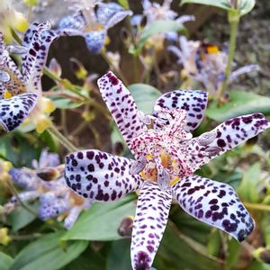 季節の花,庭のお花,おうち園芸,小さな庭の画像