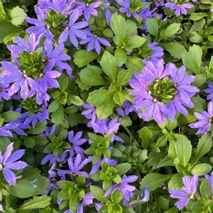 花のある暮らしの画像