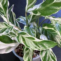 カラテア,観葉植物の画像