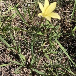 花のある暮らし,うどん県人会,おうちde菜園の画像