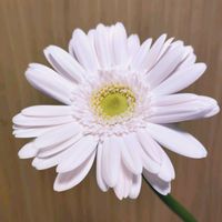 切り花,室内の画像