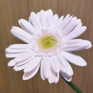 切り花,室内の画像