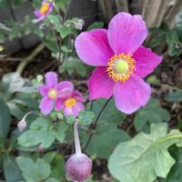 シュウメイギク,花のある暮らし,おうち園芸の画像