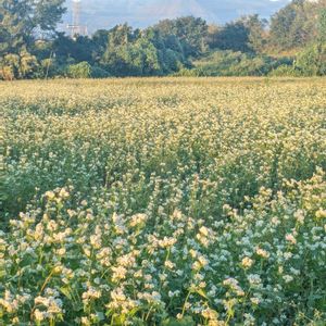 蕎麦(そば)の花,花のある暮らし,お出かけ先での画像