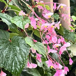 シュウカイドウ,シュウカイドウ,ネコ好き,ピンクの花,花のある暮らしの画像