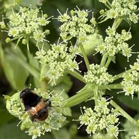 アシタバ,アシタバの花,オオハナアブ.,白い花,線香花火みたいの画像