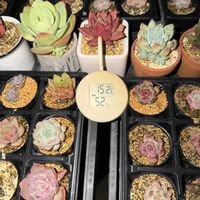紅葉,多肉植物,葉挿し,エケベリア属,気温差の画像