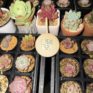 紅葉,多肉植物,葉挿し,エケベリア属,気温差の画像
