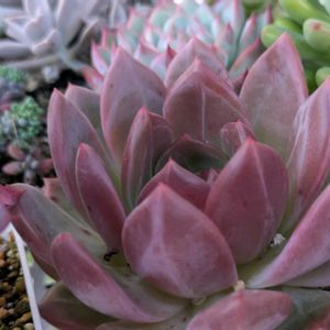 多肉植物,葉挿し,多肉寄せ植え,実生苗,葉挿し苗の画像