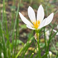 タマスダレ,青空,花のある暮らし,今日のお花の画像