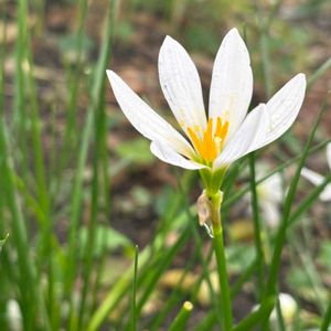 タマスダレ,青空,花のある暮らし,今日のお花の画像