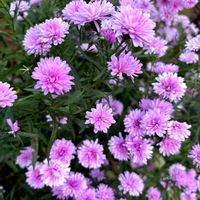 アスター,アスターミステリーレディ,花壇,癒し,ピンクの花の画像