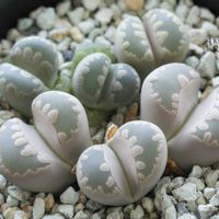 メセン,リトープス属,タニラー,リトープス✧,その他部屋の画像