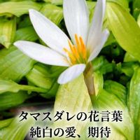 ギボウシ,タマスダレ,今日のお花,8日は葉っぱの発表会の画像