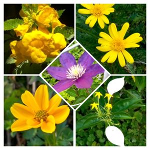 花友さんの庭,広い庭の画像
