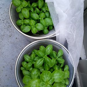 バジル,ハーブ,水耕栽培,家庭菜園,ベランダの画像