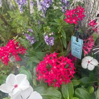 アンゲロニア,ペンタス,アンゲロニア セレニータ,日々草(にちにちそう),寄せ植えの画像