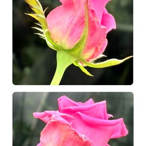 バラ,鉢植え,小さな庭の画像