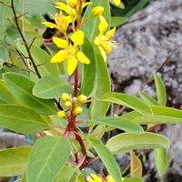 鉢植え,地植え,花のある暮らし,小さい花壇,コウシュンカズラ♡の画像