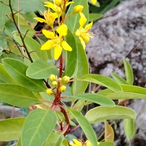 鉢植え,地植え,花のある暮らし,小さい花壇,コウシュンカズラ♡の画像