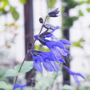 スーパーサルビア•ロックンロール,かわいいな♡,植物のある暮らし,植中毒,おうち園芸の画像