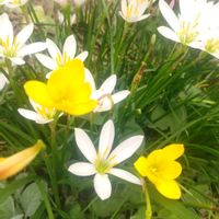 タマスダレ(ゼフィランサス),放置栽培,お花のある暮らし,自然にお任せ,ヒャクニチソウ(百日草)☻の画像