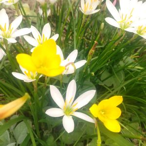 タマスダレ(ゼフィランサス),放置栽培,お花のある暮らし,自然にお任せ,ヒャクニチソウ(百日草)☻の画像