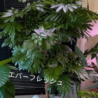 エバーフレッシュ,観葉植物の画像
