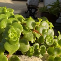 セダム,丸葉万年草,丸葉万年草,丸葉万年草,多肉植物の画像