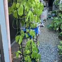 ヒスイカズラ,鉢植え,カット苗,ヒスイカズラ属,ヒスイカズラ鉢植えの画像