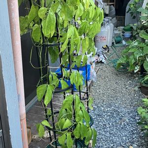 ヒスイカズラ,鉢植え,カット苗,ヒスイカズラ属,ヒスイカズラ鉢植えの画像