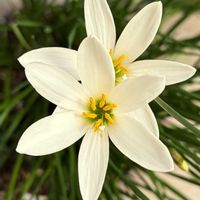 白が好き,今日のお花,#ガーデニング,エクステリアの画像