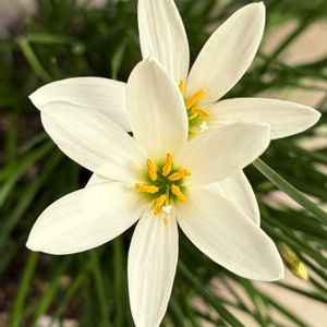 白が好き,今日のお花,#ガーデニング,エクステリアの画像