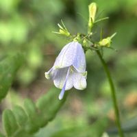 ツリガネニンジン,ツリガネニンジン,ツリガネニンジン,アキノタムラソウ,秋の花の画像