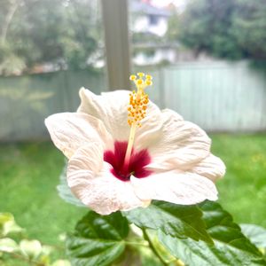 ハイビスカス,Happyな気分,幸せな時間,カナダの秋,キッチンの画像
