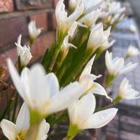レンガ,ご近所さん,今日のお花の画像