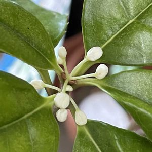 銀木犀,四季咲きモクセイ,植え替え,北陸頑張って♡♡♡,能登の方々頑張って♡の画像