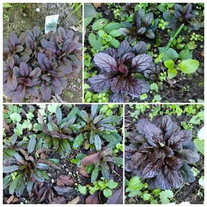 宿根草,秋の花,紅葉（こうよう）,お庭作り中,8日は葉っぱの発表会の画像