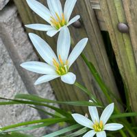 コスモス,タマスダレ,ウンベラータ,観葉植物,山野草の画像