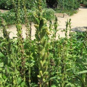キュウリ,ゴマ,長居植物園の画像