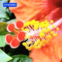 ハイビスカス,植物男子ベランダー, ハイビスカス,ベランダの画像