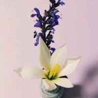 切り花,室内の画像