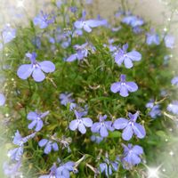 ロベリア,プランター植え,小さな庭から,水色の花,ガーデニング初心者の画像