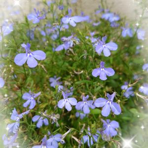 ロベリア,プランター植え,小さな庭から,水色の花,ガーデニング初心者の画像