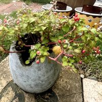 秋の花,家庭菜園,庭の画像